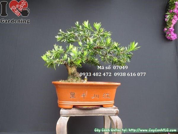 Cây vạn niên tùng bonsai đẹp chậu sứ Trung Quốc