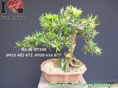 Cây vạn niên tùng bonsai 50cm - tán lá tầng đẹp MS 07308