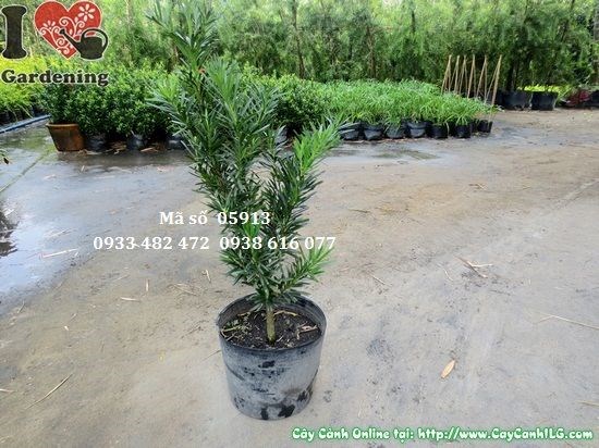 Cây vạn niên tùng cao 60cm – trồng hàng rào và tiểu cảnh