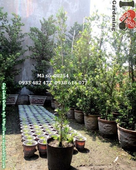 Hình ảnh cây vạn niên tùng 2m đẹp tại vườn ILG