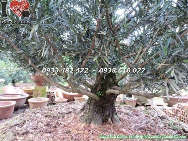 Cây Vạn Niên Tùng cắt tháp cổ thụ cao 4m5 tại vườn ILG