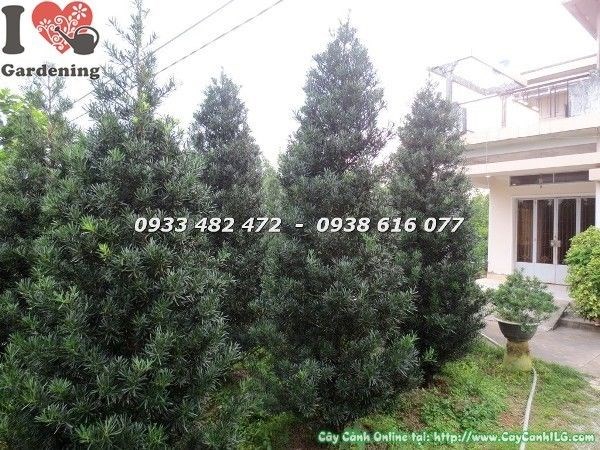 Cây vạn niên tùng cắt tháp tán tròn đẹp - dáng tháp xanh ấn tượng