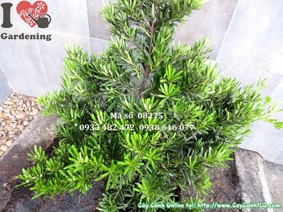 Cây Vạn Niên Tùng Cắt Tròn 1,2m – ứng dụng trang trí sân vườn cảnh quan