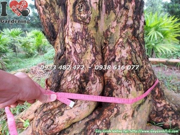 Cây Vạn Niên Tùng Cổ Thụ Số 1 Hoành 110cm – tuyệt phẩm cổ thụ đỉnh cao
