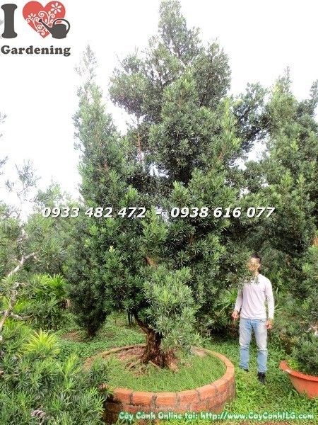 Cây Vạn Niên Tùng Cổ Thụ Số 2 – ứng dụng trang trí sân vườn, công trình