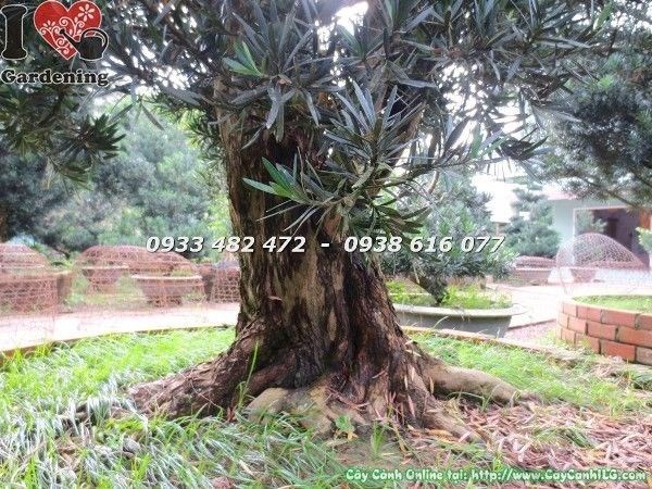 Cây Vạn Niên Tùng Cổ Thụ Số 2 – ý nghĩa phong thủy trường tồn
