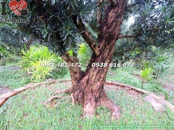 Cây Vạn Niên Tùng Cổ Thụ Số 3 – dáng cây phong thủy, trấn trạch