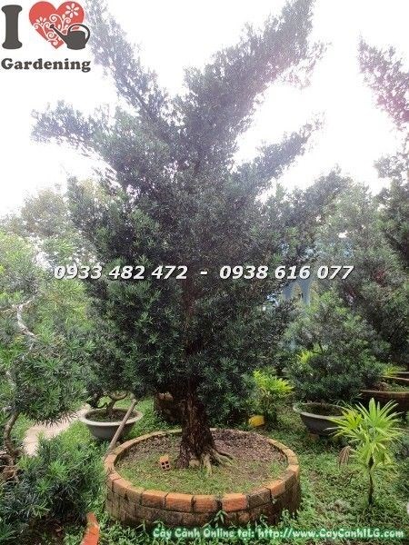 Cây Vạn Niên Tùng Cổ Thụ Số 4 hoành 95cm tán lá xanh xum xuê