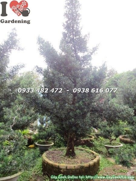 Cây vạn niên tùng cổ thụ số 6 hoành 90cm - hình ảnh thực tế 2