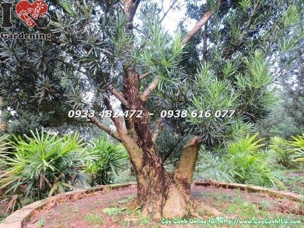 Hình ảnh thực tế Cây Vạn Niên Tùng Cổ Thụ Số 7 Ms 22627 - ILG
