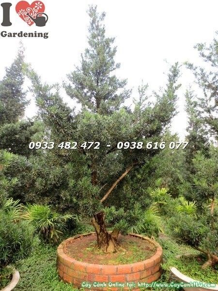 Toàn cảnh Cây Vạn Niên Tùng Cổ Thụ Số 7 Hoành 95cm Ms 22627 ILG