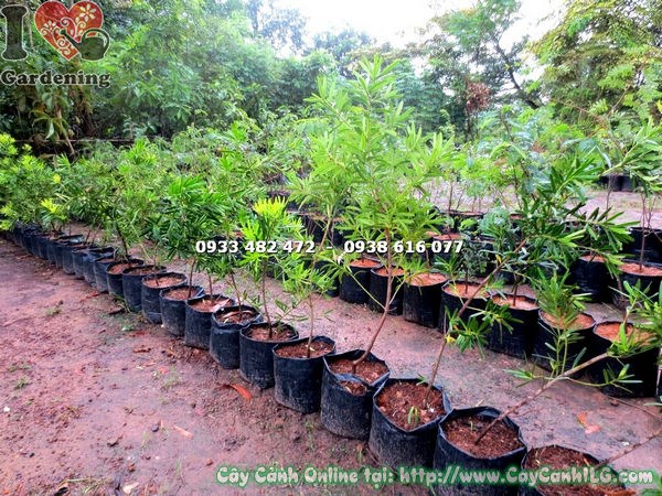 Cây Vạn Niên Tùng Đài Loan giống cao 60cm tại vườn ILG
