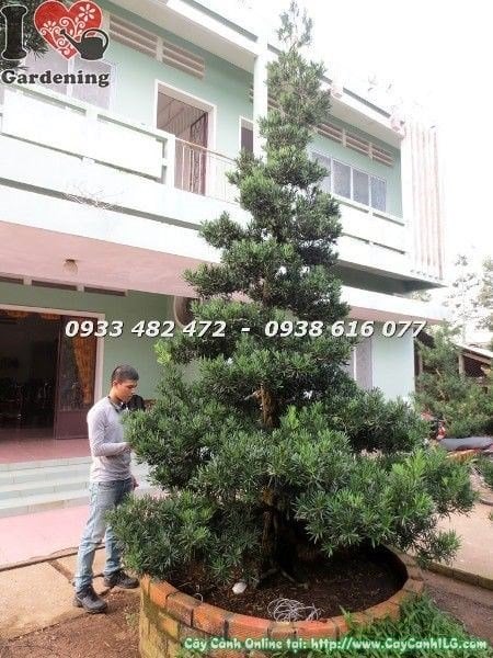 Cây Vạn Niên Tùng Kiểng Cổ Cổ Thụ hoành 75cm ý nghĩa phong thủy