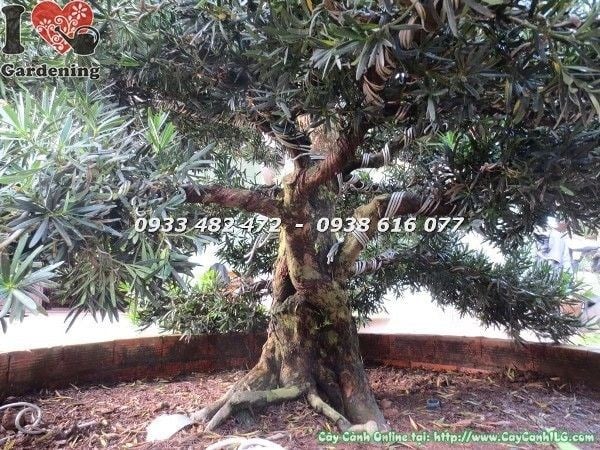 Cây Vạn Niên Tùng Kiểng Cổ Cổ Thụ hoành 75cm phù hợp trang trí sân vườn biệt thự