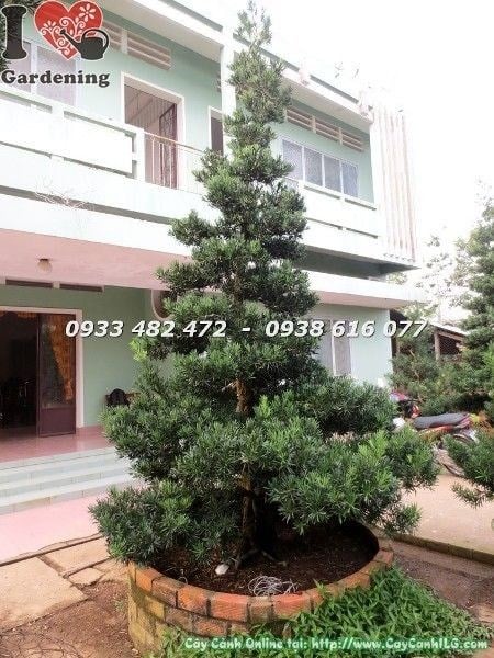 Cây Vạn Niên Tùng Kiểng Cổ Cổ Thụ hoành 75cm dáng đẹp tự nhiên