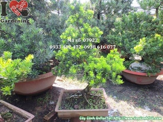 Cây Vạn Niên Tùng Kim Cương Bonsai Dáng Trực cao 1m Ms 07922