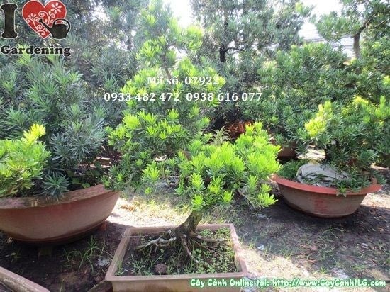 Cây Vạn Niên Tùng Kim Cương Bonsai Dáng Trực 1m tán phân tầng đẹp