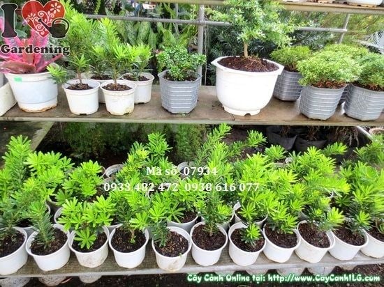 Lá kim ánh bạc đặc trưng của cây Vạn Niên Tùng Kim Cương
