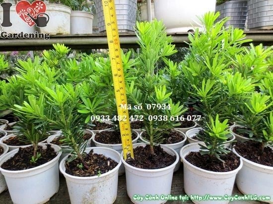 Vạn Niên Tùng Kim Cương giống khỏe mạnh, lá ánh bạc đặc trưng
