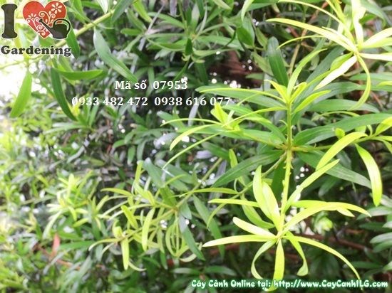 Cây vạn niên tùng rủ Đài Loan cao 4,5m hoành 50cm – cây cổ thụ cảnh quan