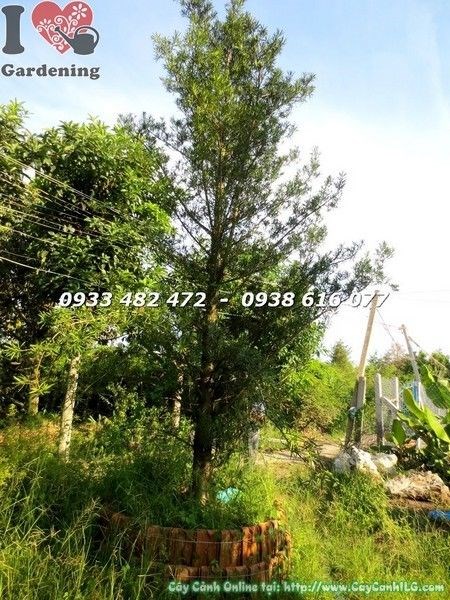 Cây vạn niên tùng tán tự nhiên hoành 55cm đẹp khỏe - ILG