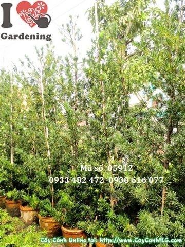 Hàng cây vạn niên tùng tháp 3.5m đẹp đều, thẳng tắp tại vườn ILG
