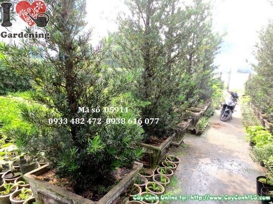 Dáng tháp cân đối của cây vạn niên tùng tháp sau khi cắt tỉa tạo dáng