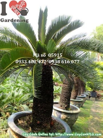 Cây vạn tuế cao 1,2m - dáng đẹp cảnh quan sân vườn