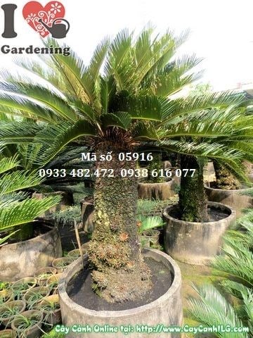 Cây vạn tuế già cao 1,5m - cây cảnh phong thủy sang trọng tại ILG