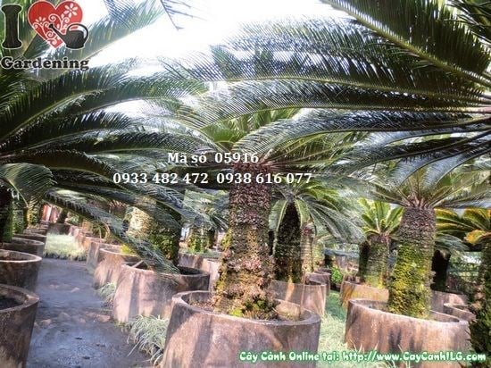 Cây vạn tuế già - thân trụ vảy đặc trưng và tán lá xanh bóng