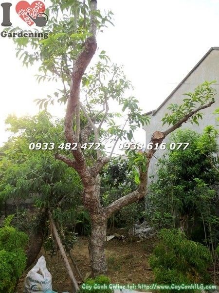 Cây vối gốc lớn tán rộng bóng mát cho sân vườn