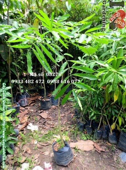 Thân cây xà cừ giống 1m khỏe mạnh, thẳng đẹp