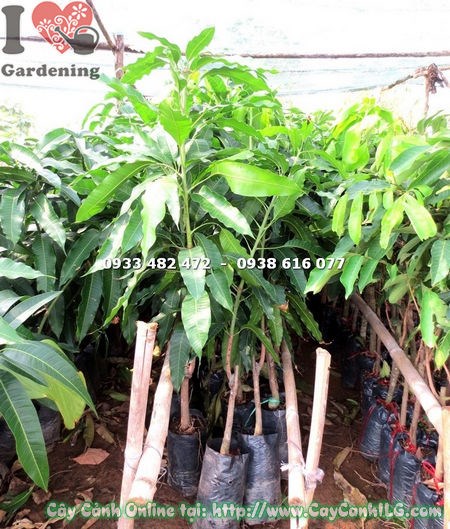 Cây xoài cát Hòa Lộc giống cao 90cm chuẩn bị trồng