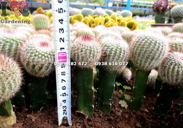 Xương rồng bánh sinh nhật trưng bày trang trí thương mại số lượng lớn