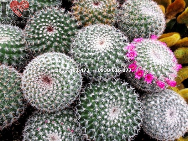 Cây xương rồng bánh sinh nhật cao 18cm đặt trong chậu đất nung