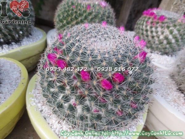 Cây xương rồng bánh sinh nhật lớn Ms 18639 hoa hồng nở vòng quanh đỉnh