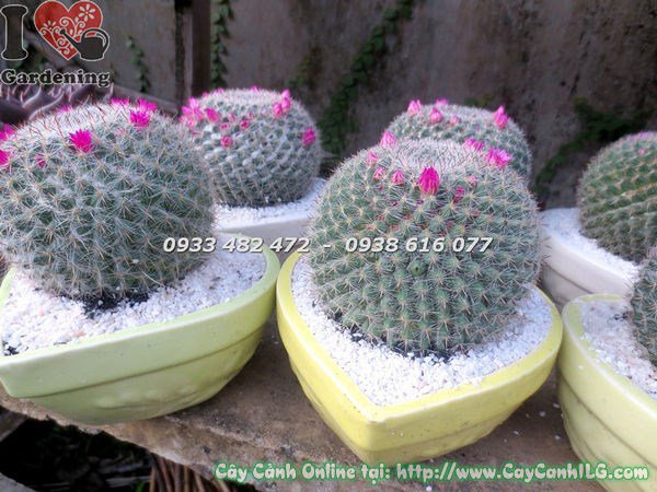 Cây xương rồng bánh sinh nhật lớn kích thước đầy đủ gai đều đẹp
