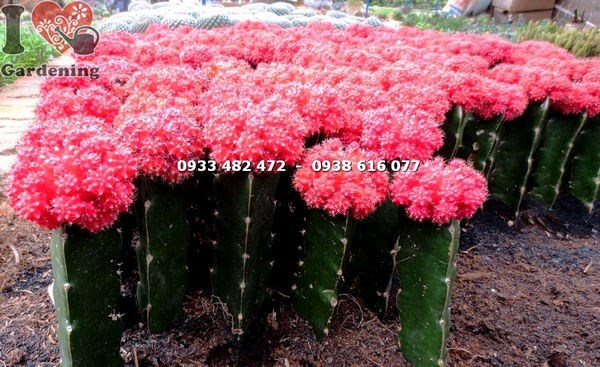 Cây xương rồng hồng ngọc đỏ lớn cao 18cm tại vườn ILG
