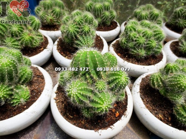 Cây xương rồng khế bụi trung tại vườn ILG - Ms 14021