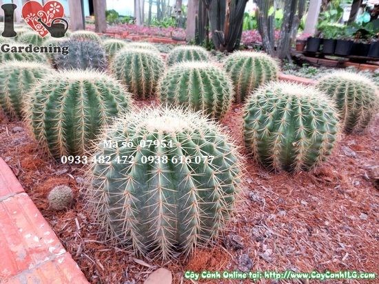 Thân trụ và gai vàng đặc trưng của cây xương rồng kim hổ