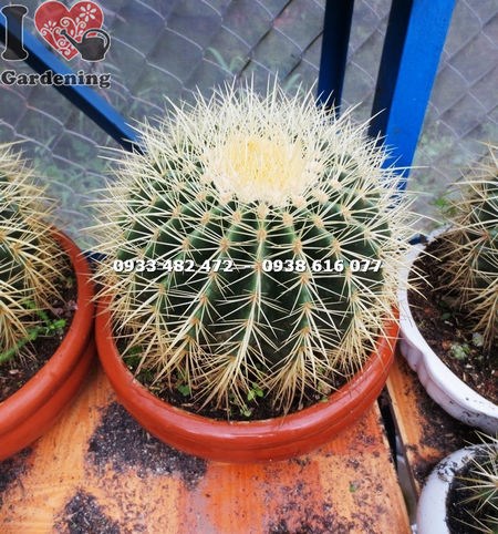 Đặc điểm thân cầu cây xương rồng kim hổ lớn Ms 13938