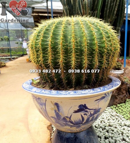 Cây xương rồng kim hổ lớn trồng cảnh quan sân vườn