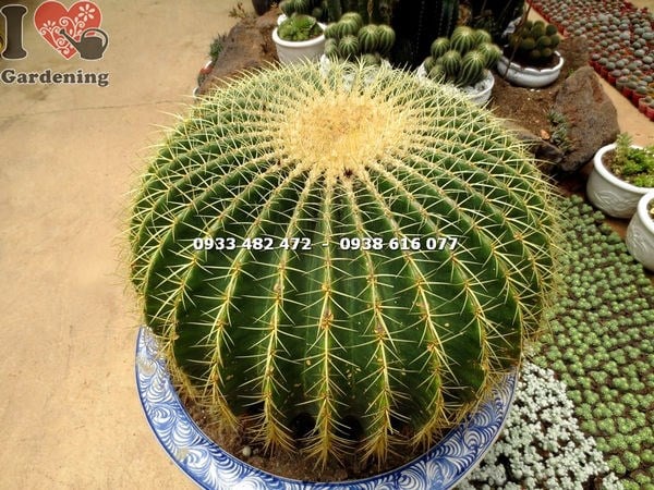 Cây xương rồng kim hổ lớn khỏe mạnh không sâu bệnh