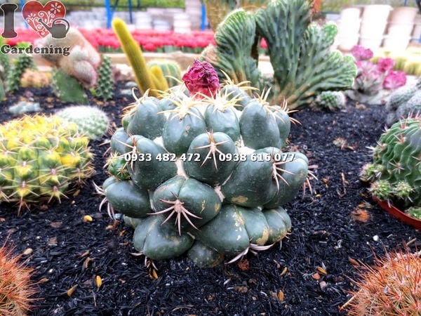 cây xương rồng nha tượng lớn tại vườn ILG