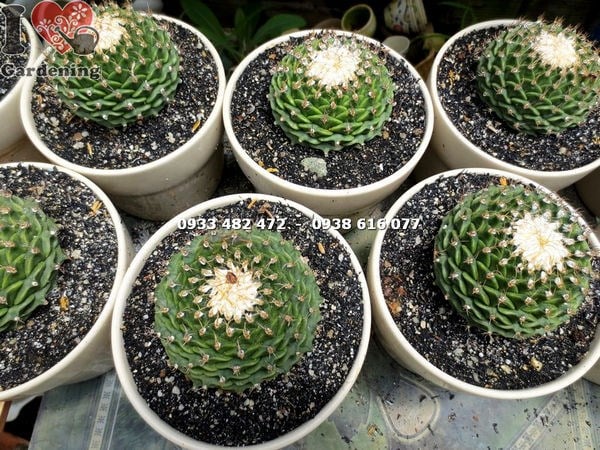Xương rồng sen xếp trung – nhóm cây mọng nước dễ chăm, bền đẹp
