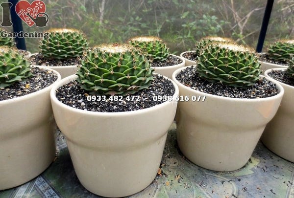 Xương rồng sen xếp trung – hình dạng cầu nhiều tầng lớp đẹp mắt