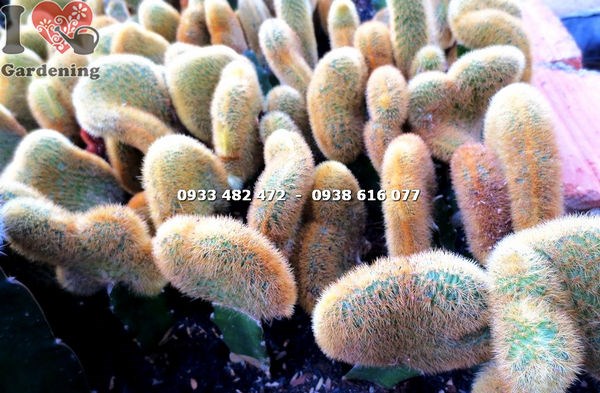 Chi tiết thân cây xương rồng tai tượng – hình dạng dẹt, xếp tầng