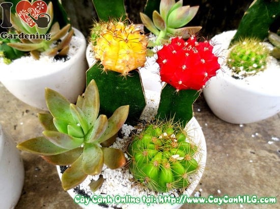 Cây xương rồng tiểu cảnh 10cm – trang trí quán cà phê, văn phòng