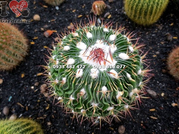 Cây xương rồng trúc ngọc trung trồng cảnh quan sân vườn