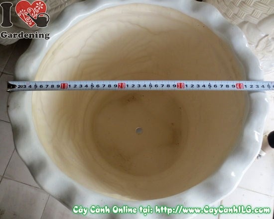 Chậu Ba Chân Men Trắng Tròn Chiếc Lá – gợi ý trồng cây cảnh